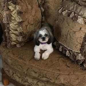 Meet your Posher, Patricia